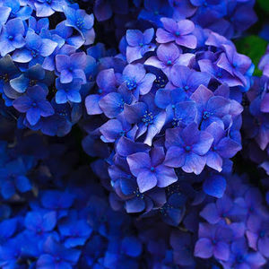 Meet your Posher, Malia